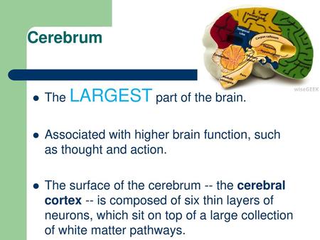 Cerebrum The LARGEST part of the brain.