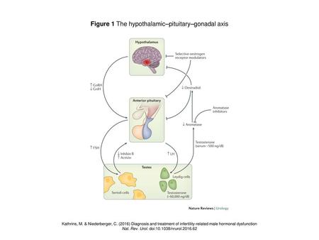 Figure 1 The hypothalamic–pituitary–gonadal axis
