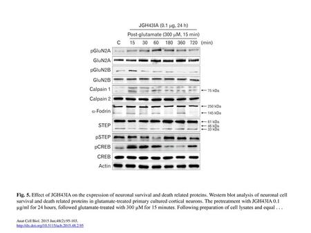 Fig. 5. Effect of JGH43IA on the expression of neuronal survival and death related proteins. Western blot analysis of neuronal cell survival and death.