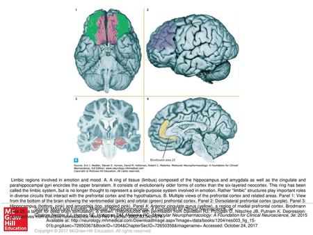 Limbic regions involved in emotion and mood. A