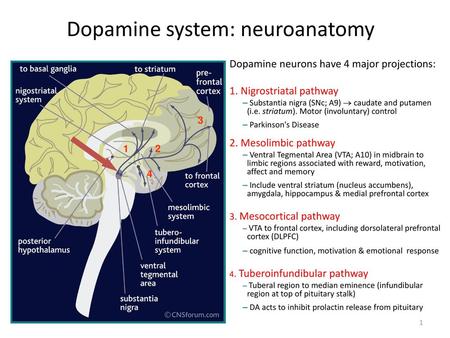 Dopamine system: neuroanatomy