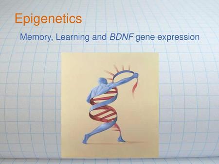 Memory, Learning and BDNF gene expression