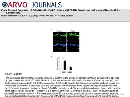 From: Elevated Expression of O-GlcNAc–Modified Proteins and O-GlcNAc Transferase in Corneas of Diabetic Goto-Kakizaki Rats Invest. Ophthalmol. Vis. Sci..