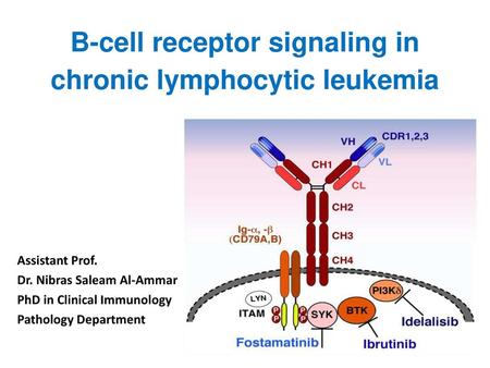 B-cell receptor signaling in chronic lymphocytic leukemia