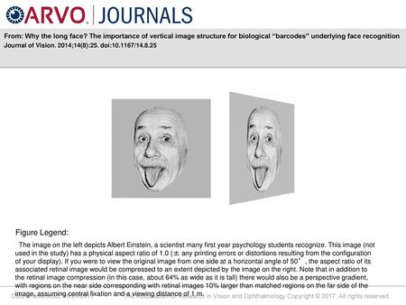 From: Why the long face? The importance of vertical image structure for biological “barcodes” underlying face recognition Journal of Vision. 2014;14(8):25.
