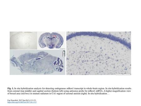 Fig. 1. In situ hybridization analysis for detecting endogenous mBest1 transcript in whole-brain region. In situ hybridization results from coronal (top.