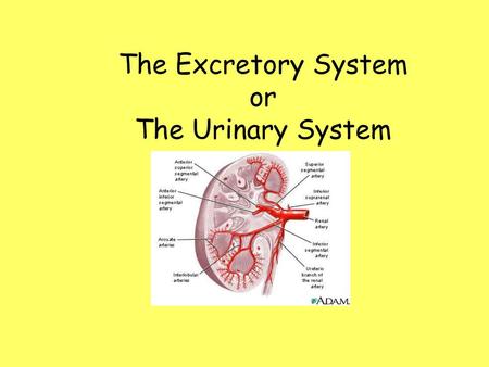 The Excretory System or The Urinary System.