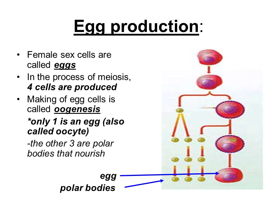 Female Sex Cells Are Called 87