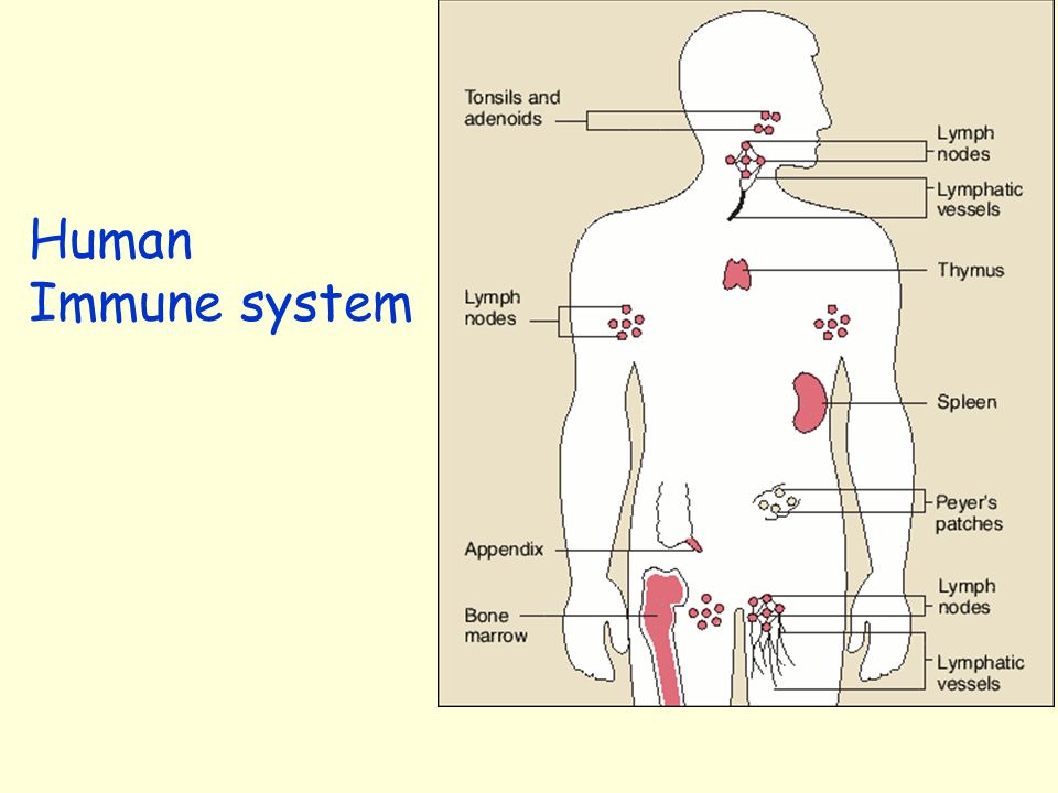 theory of vibro