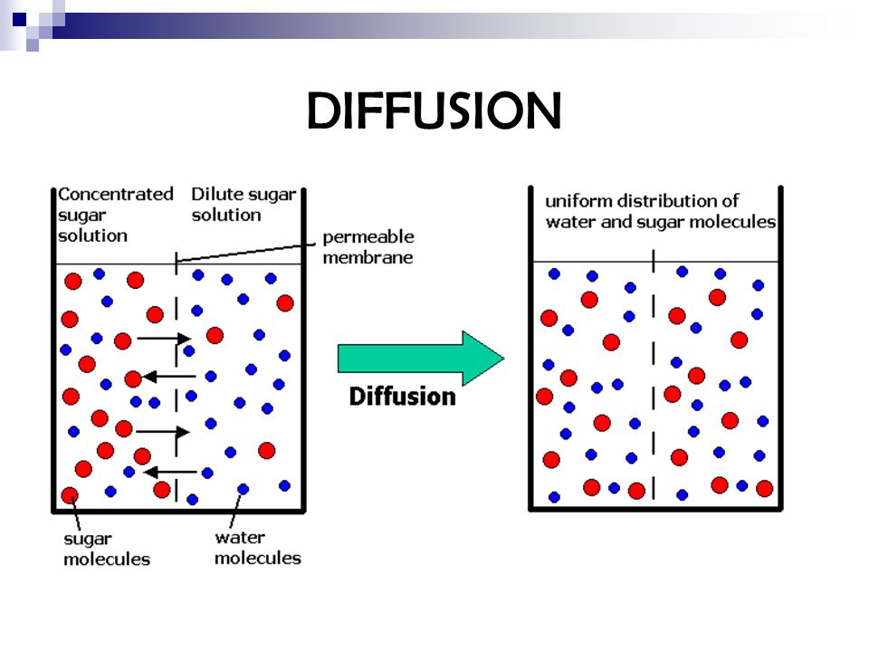 Diffusion and Osmosis
