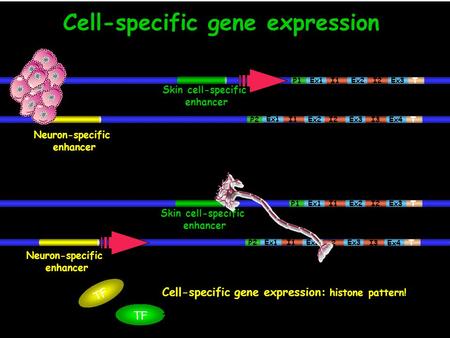 Gene 2 Nerve cells Neuron-specific enhancer P2 T Ex2Ex3 Ex4I3I2 Cell-specific gene expression gene 1 P1 T Ex1Ex2 Ex3I2I1 Ex1 I1 Skin cell-specific enhancer.