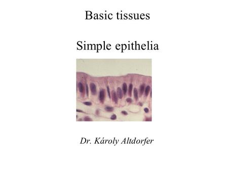 Basic tissues Simple epithelia