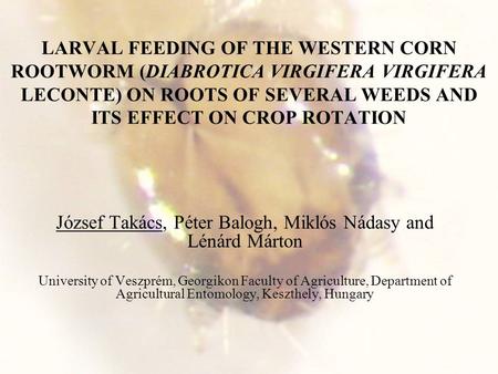 LARVAL FEEDING OF THE WESTERN CORN ROOTWORM (DIABROTICA VIRGIFERA VIRGIFERA LECONTE) ON ROOTS OF SEVERAL WEEDS AND ITS EFFECT ON CROP ROTATION József Takács,
