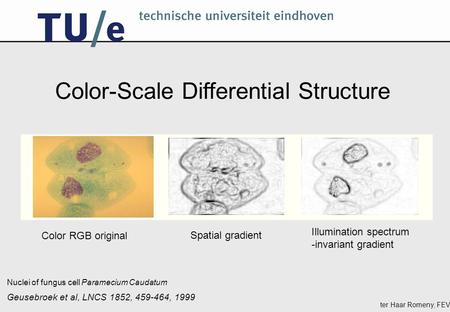 Ter Haar Romeny, FEV Nuclei of fungus cell Paramecium Caudatum Spatial gradient Illumination spectrum -invariant gradient Color RGB original Color-Scale.