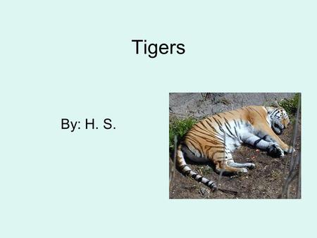 Tigers By: H. S..