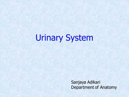 Urinary System Sanjaya Adikari Department of Anatomy.