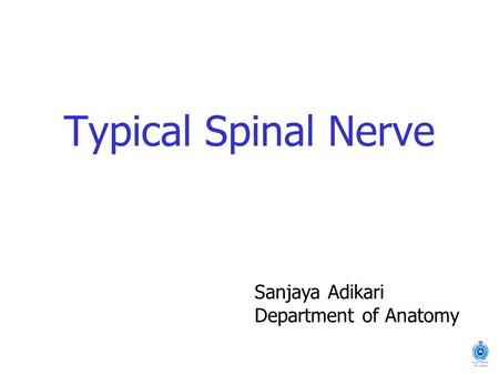 Typical Spinal Nerve Sanjaya Adikari Department of Anatomy.