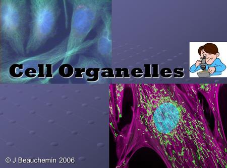 Cell Organelles © J Beauchemin 2006