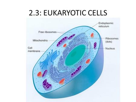 2.3: EUKARYOTIC CELLS.