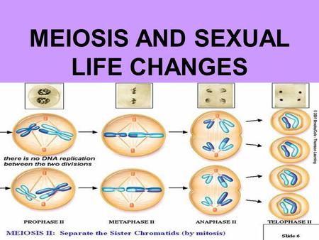 MEIOSIS AND SEXUAL LIFE CHANGES
