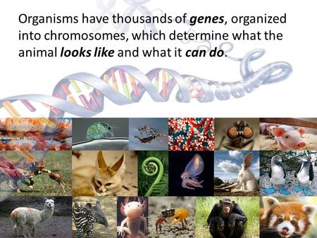 Organisms have thousands of genes, organized into chromosomes, which determine what the animal looks like and what it can do. Be sure to make the point.
