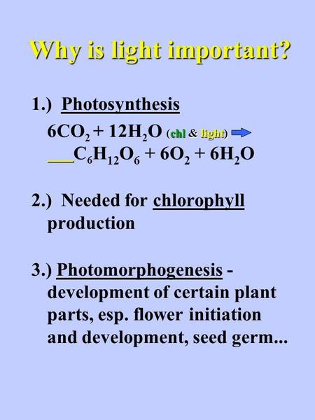 Why is light important? 1.) Photosynthesis (chl & light) 6CO 2 + 12H 2 O (chl & light) C 6 H 12 O 6 + 6O 2 + 6H 2 O 2.) Needed for chlorophyll production.