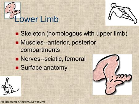 Lower Limb Skeleton (homologous with upper limb)