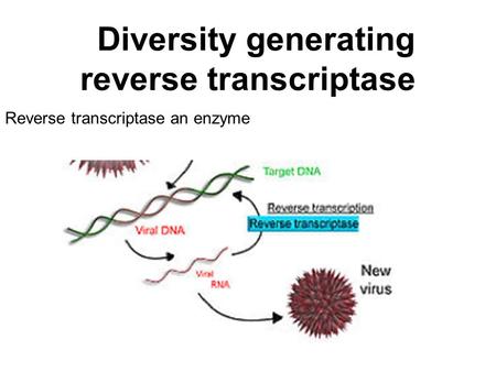 Diversity generating reverse transcriptase Reverse transcriptase an enzyme.