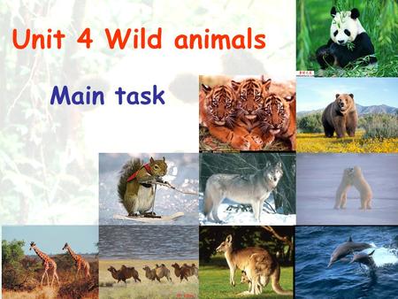 Unit 4 Wild animals Main task A: Which animal do you like best? B: I like … A: Why? B: Because…