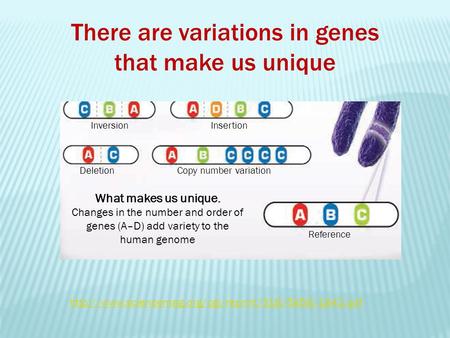 What makes us unique. Changes in the number and order of genes (A–D) add variety to the human genome InversionInsertion DeletionCopy number variation Reference.