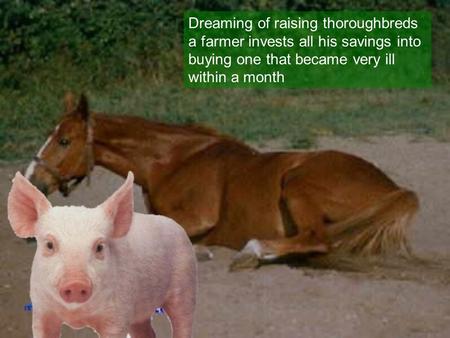 Dreaming of raising thoroughbreds a farmer invests all his savings into buying one that became very ill within a month.
