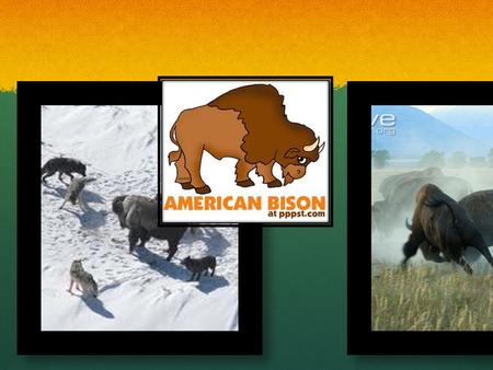 American bison Jayden Brown Description My animal is a mammal. My animal is a mammal. My animal can live North America. My animal can live North America.