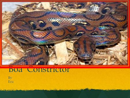 Boa Constrictor ByEric Description My animal is a Boa Constrictor. My animal is a Boa Constrictor. My animal can live underground in the sand. My animal.