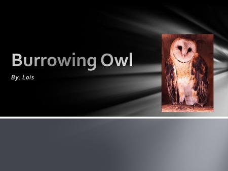 By: Lois. The Burrowing Owl is ten inches tall. The Burrowing Owl weighs six ounces. The color of the Burrowing Owl is brown with spots. Physical Characteristics.