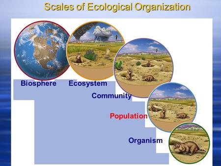 Scales of Ecological Organization