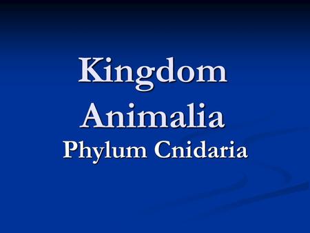 Kingdom Animalia Phylum Cnidaria.