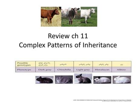 Review ch 11 Complex Patterns of Inheritance