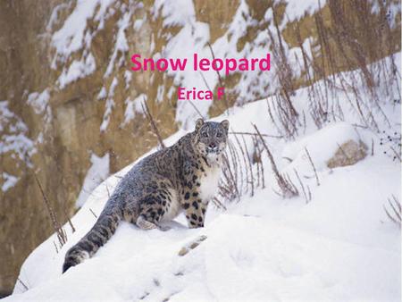 Snow leopard Erica F. Physical Characteristics Snow Leopards have warm, thick coats of fluffy gray fur. Spots of dark gray with black rings on their coats.
