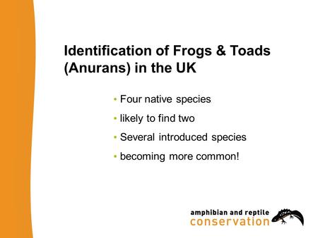 Identification of Frogs & Toads (Anurans) in the UK Four native species likely to find two Several introduced species becoming more common!
