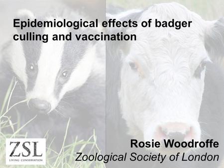 Epidemiological effects of badger culling and vaccination Rosie Woodroffe Zoological Society of London.
