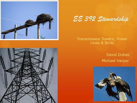 EE 392 Stewardship Transmission Towers, Power Lines & Birds David Dukes Michael Harper.