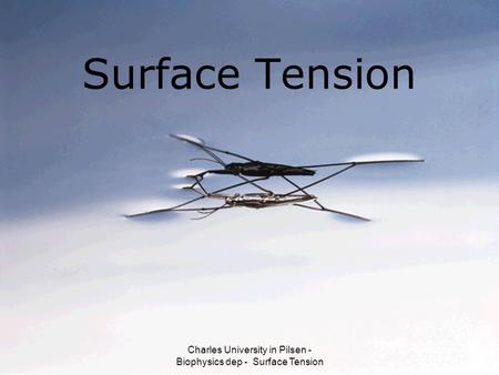 Charles University in Pilsen - Biophysics dep - Surface Tension
