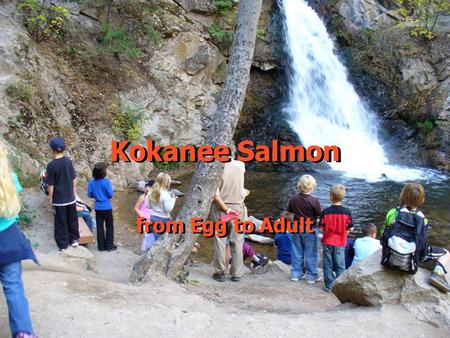Kokanee Salmon from Egg to Adult.