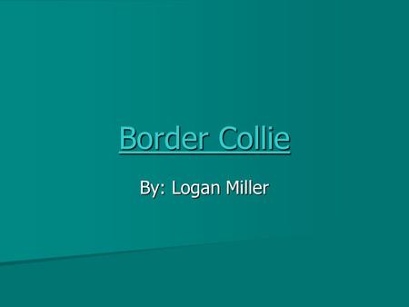 Border Collie By: Logan Miller.