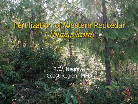 Fertilization of Western Redcedar (Thuja plicata) R.W. Negrave Coast Region, MFR.