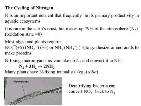 The Cycling of Nitrogen N is an important nutrient that frequently limits primary productivity in aquatic ecosystems It is rare in the earth’s crust, but.