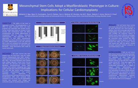 Mesenchymal Stem Cells Adopt a Myofibroblastic Phenotype in Culture: Implications for Cellular Cardiomyoplasty Melanie A. Ngo, Ryan H. Cunnington, Sunil.