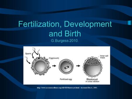 Fertilization, Development and Birth G.Burgess 2010.  Accessed Dec.4, 2001.
