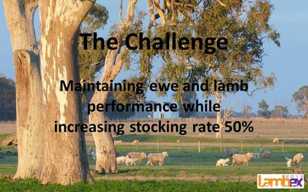 The Challenge Maintaining ewe and lamb performance while increasing stocking rate 50%