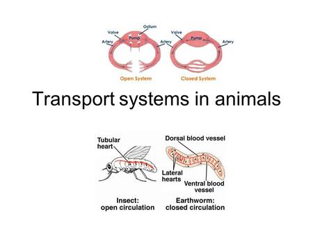 Transport systems in animals